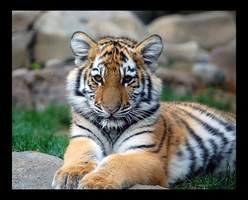 mac wallpaper tiger. tiger cubs wallpaper.